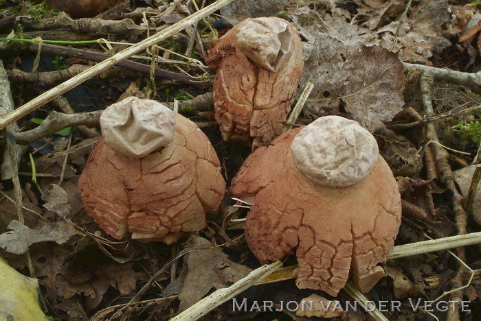 Gekraagde aardster - Geastrum triplex